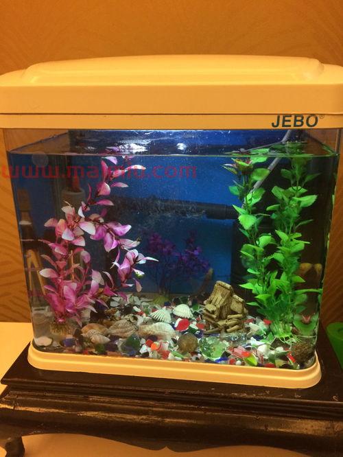 斗鱼可以和其他鱼一起养吗